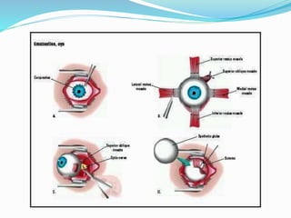 Evisceratio and enucleation(1) | PPTX