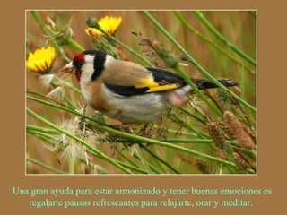 Una gran ayuda para estar armonizado y tener buenas emociones es 
regalarte pausas refrescantes para relajarte, orar y meditar. 
 