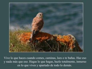 Vive lo que haces cuando comes, caminas, lees o te bañas. Haz eso 
y nada más que eso. Hagas lo que hagas, hazlo totalmente, inmerso 
en lo que vives y apartado de todo lo demás. 
 