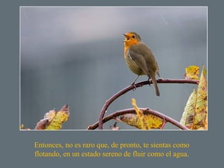 Entonces, no es raro que, de pronto, te sientas como 
flotando, en un estado sereno de fluir como el agua. 
 