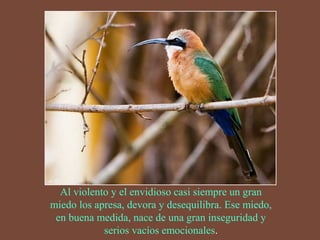 Al violento y el envidioso casi siempre un gran 
miedo los apresa, devora y desequilibra. Ese miedo, 
en buena medida, nace de una gran inseguridad y 
serios vacíos emocionales. 
 
