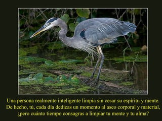 Una persona realmente inteligente limpia sin cesar su espíritu y mente. 
De hecho, tú, cada día dedicas un momento al aseo corporal y material, 
¿pero cuánto tiempo consagras a limpiar tu mente y tu alma? 
 