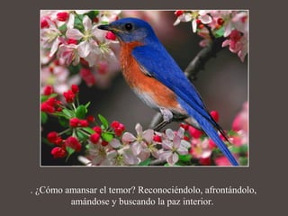 . ¿Cómo amansar el temor? Reconociéndolo, afrontándolo, 
amándose y buscando la paz interior. 
 