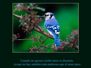 Cuando un agresor recibe amor se desarma, 
ya que no hay antídoto más poderoso que el amor puro. 
 
