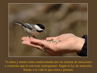 Tu alma y mente están condicionadas por un sistema de emociones 
y creencias que te conviene reprogramar. Según la ley de atracción, 
llamas a tu vida lo que crees y piensas. 
 