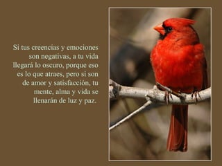 Si tus creencias y emociones 
son negativas, a tu vida 
llegará lo oscuro, porque eso 
es lo que atraes, pero si son 
de amor y satisfacción, tu 
mente, alma y vida se 
llenarán de luz y paz. 
 