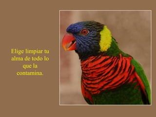 Elige limpiar tu 
alma de todo lo 
que la 
contamina. 
 