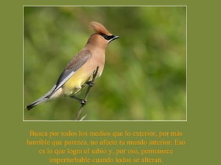 Busca por todos los medios que lo exterior, por más 
horrible que parezca, no afecte tu mundo interior. Eso 
es lo que logra el sabio y, por eso, permanece 
imperturbable cuando todos se alteran. 
 