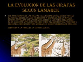 Teorias Evolucion Larmarck Y Darwin Ppt