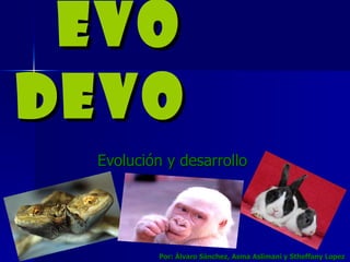 EVO DEVO Evolución y desarrollo Por: Álvaro Sánchez, Asma Aslimani y Stheffany Lopez 