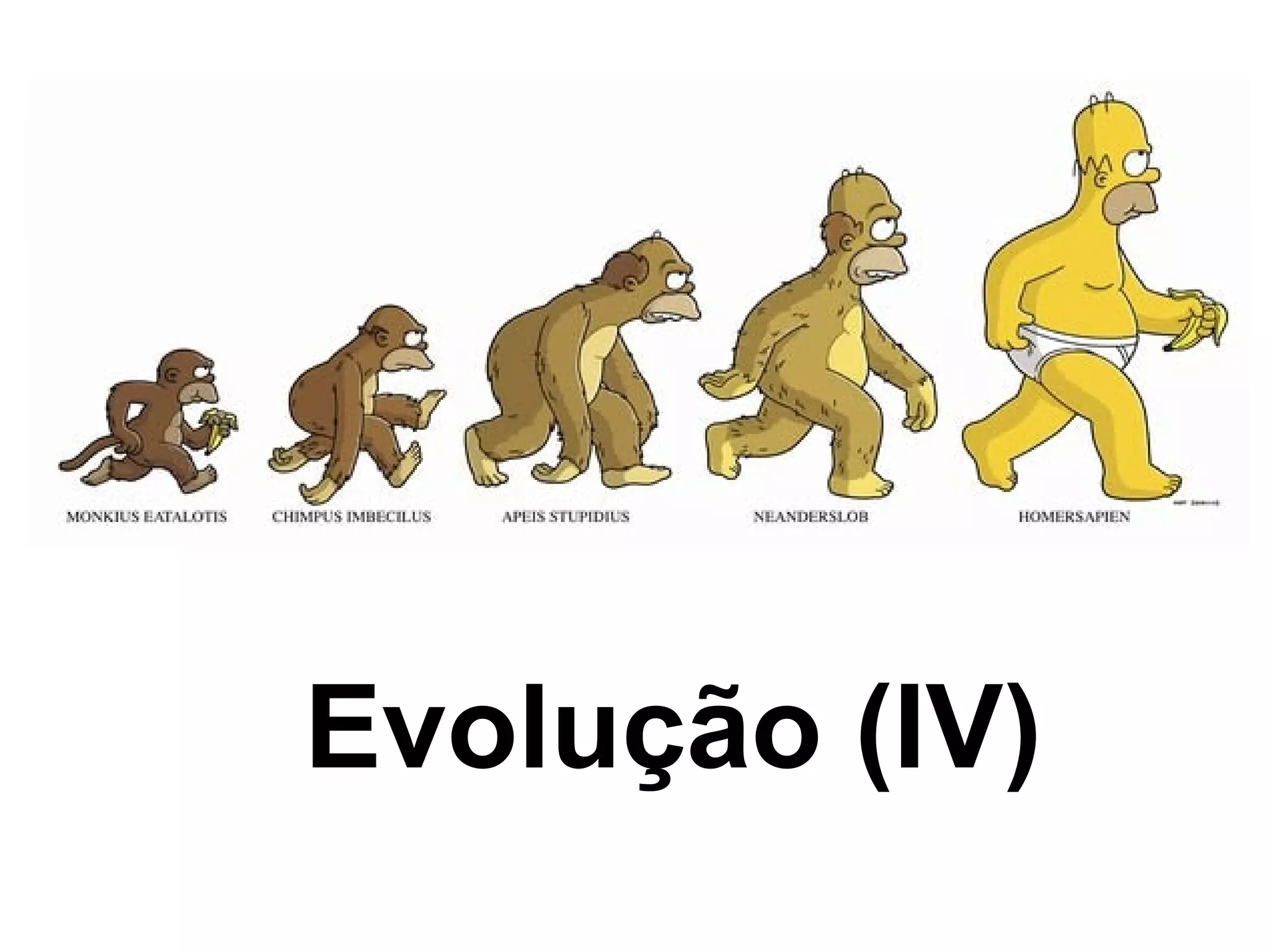 Evolução (IV) 