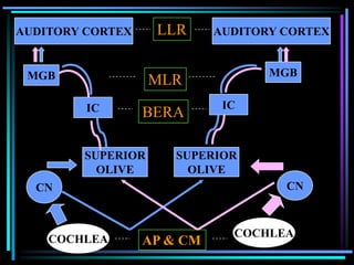AUDITORY CORTEX    LLR      AUDITORY CORTEX


 MGB                               MGB
                   MLR
         IC                  IC
                  BERA

        SUPERIOR      SUPERIOR
          OLIVE         OLIVE
  CN                                 CN



                              COCHLEA
    COCHLEA       AP & CM
 