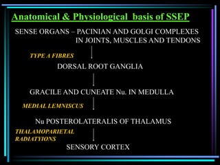 Anatomical & Physiological basis of SSEP
SENSE ORGANS – PACINIAN AND GOLGI COMPLEXES
              IN JOINTS, MUSCLES AND TENDONS

    TYPE A FIBRES
            DORSAL ROOT GANGLIA


    GRACILE AND CUNEATE Nu. IN MEDULLA
  MEDIAL LEMNISCUS

     Nu POSTEROLATERALIS OF THALAMUS
THALAMOPARIETAL
RADIATYIONS
              SENSORY CORTEX
 