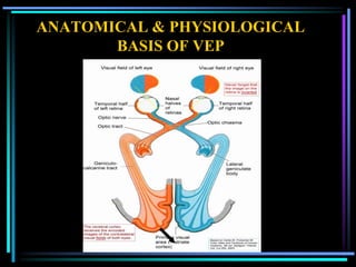 ANATOMICAL & PHYSIOLOGICAL
       BASIS OF VEP
 