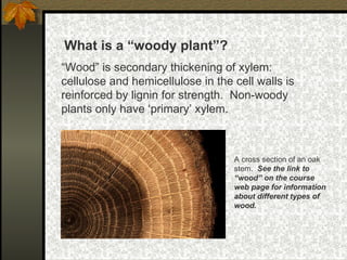 What is a “woody plant”? “ Wood” is secondary thickening of xylem:  cellulose and hemicellulose in the cell walls is reinforced by lignin for strength.  Non-woody plants only have ‘primary’ xylem.  A cross section of an oak stem.  See the link to “wood” on the course web page for information about different types of wood. 