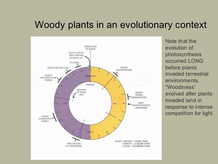 Evol and dist of woody plants