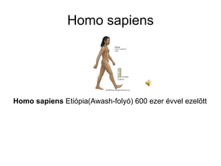 Homo sapiens Homo sapiens  Etiópia(Awash-folyó) 600 ezer évvel ezelőtt 