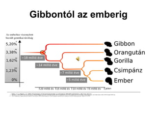 Gibbontól az emberig 