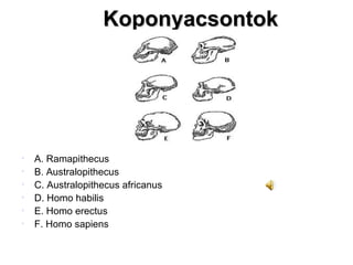 Koponyacsontok A. Ramapithecus B. Australopithecus C. Australopithecus africanus D. Homo habilis E. Homo erectus F. Homo sapiens 