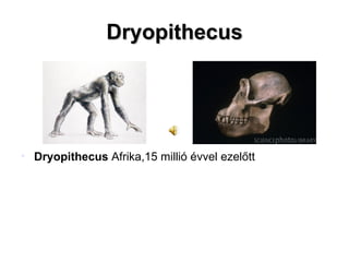 Dryopithecus Dryopithecus  Afrika,15 millió évvel ezelőtt 