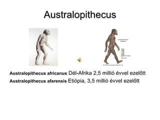 Australopithecus Australopithecus   africanus   Dél-Afrika 2,5 millió évvel ezelőtt Australopithecus afarensis  Etiópia, 3,5 millió évvel ezelőtt 