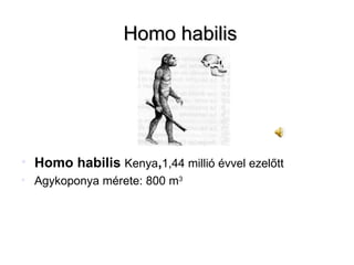 Homo habilis Homo habilis  Kenya , 1,44 millió évvel ezelőtt Agykoponya mérete: 800 m 3  