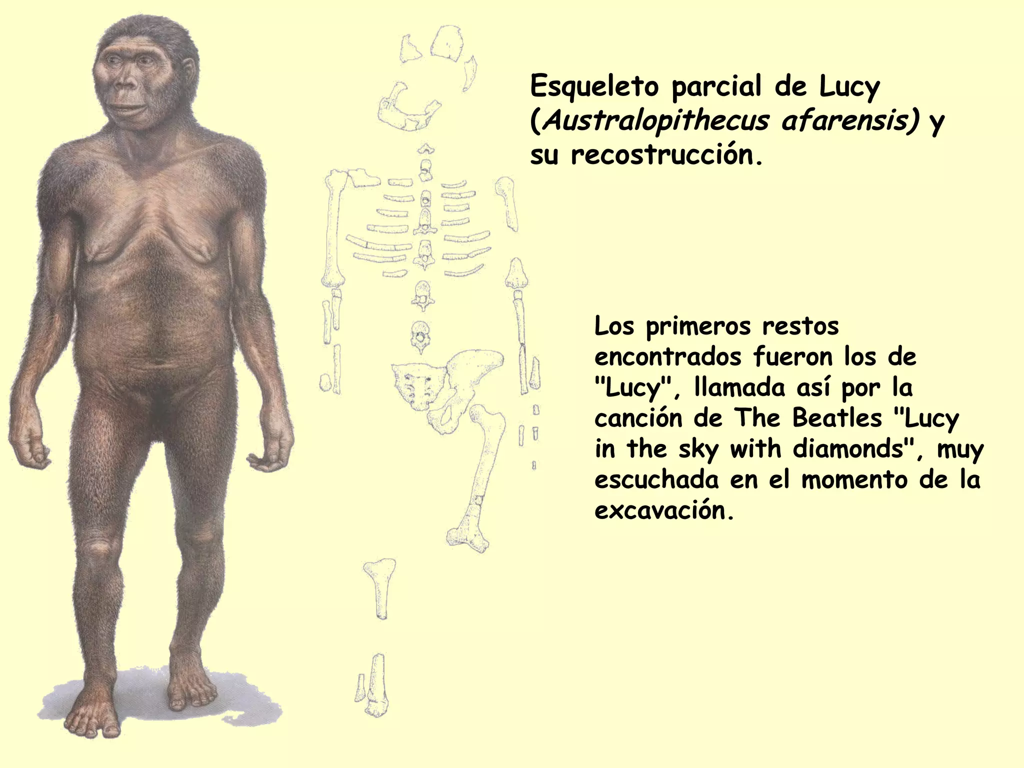 Esqueleto parcial de Lucy
(Australopithecus afarensis) y
su recostrucción.
Los primeros restos
encontrados fueron los de
"Lucy", llamada así por la
canción de The Beatles "Lucy
in the sky with diamonds", muy
escuchada en el momento de la
excavación.
 