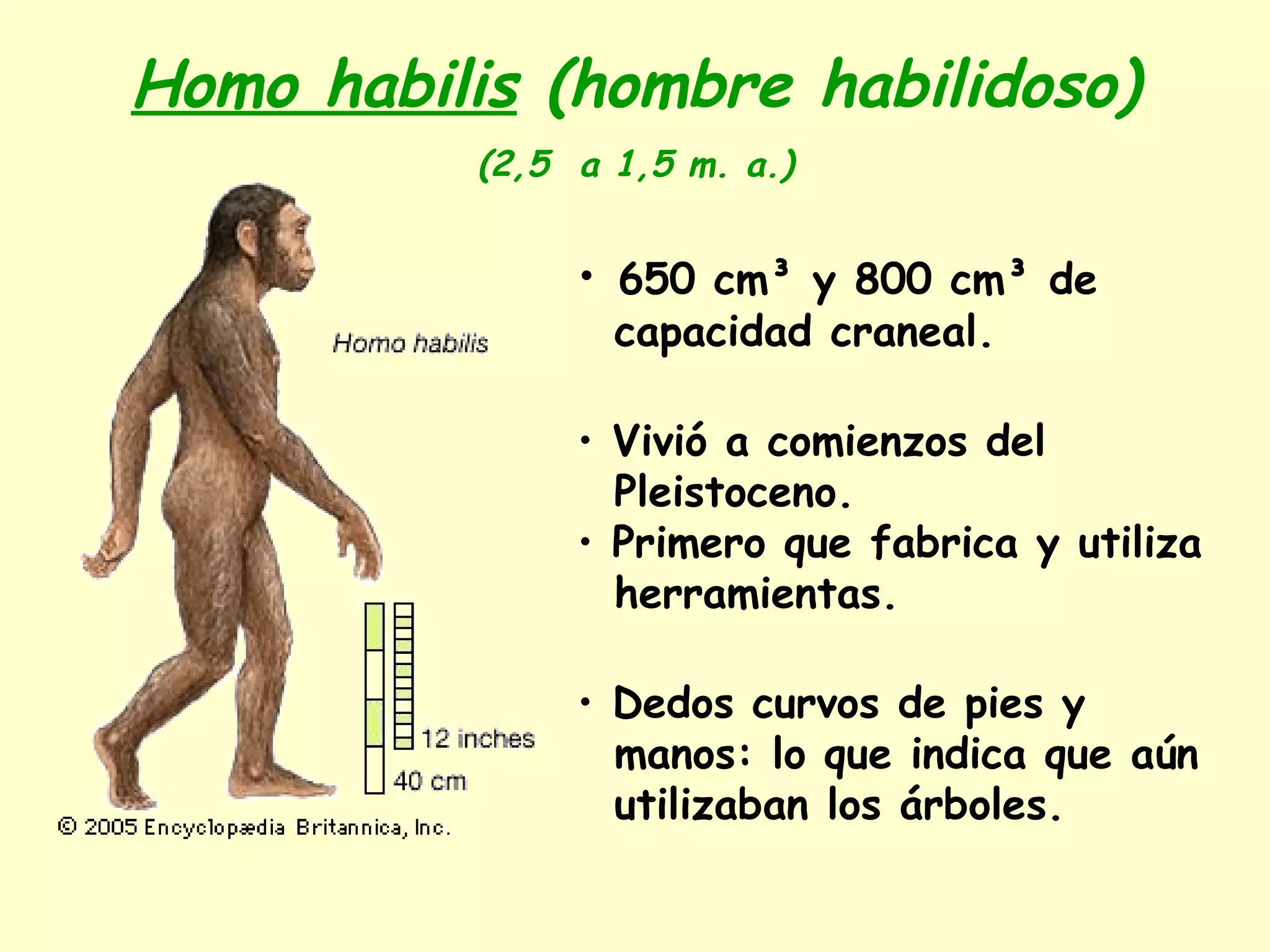 Homo habilis (hombre habilidoso)
(2,5 a 1,5 m. a.)
• 650 cm³ y 800 cm³ de
capacidad craneal.
• Vivió a comienzos del
Pleistoceno.
• Primero que fabrica y utiliza
herramientas.
• Dedos curvos de pies y
manos: lo que indica que aún
utilizaban los árboles.
 