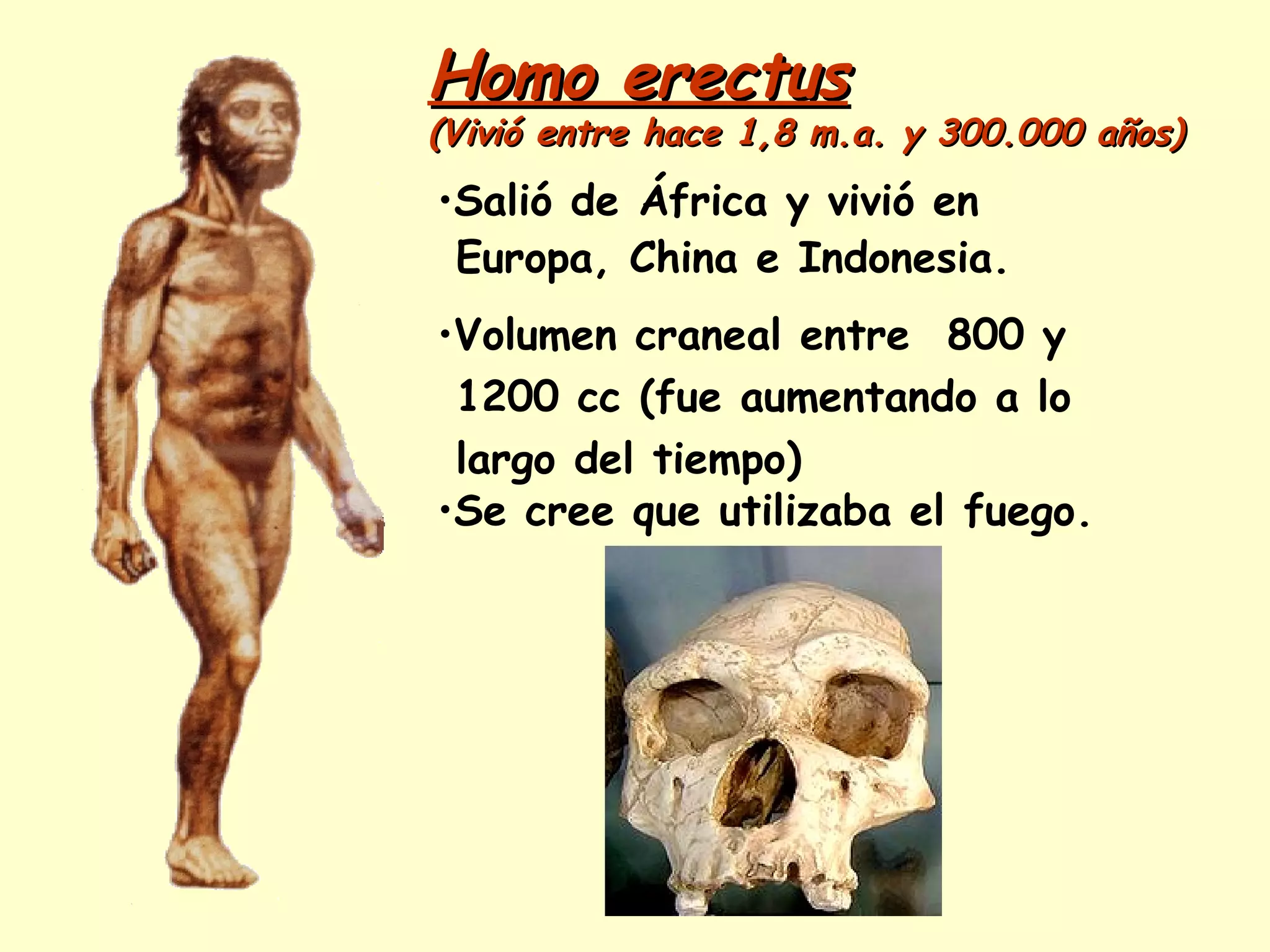 Homo erectusHomo erectus
(Vivió entre hace 1,8 m.a. y 300.000 años)(Vivió entre hace 1,8 m.a. y 300.000 años)
•Salió de África y vivió en
Europa, China e Indonesia.
•Volumen craneal entre 800 y
1200 cc (fue aumentando a lo
largo del tiempo)
•Se cree que utilizaba el fuego.
 