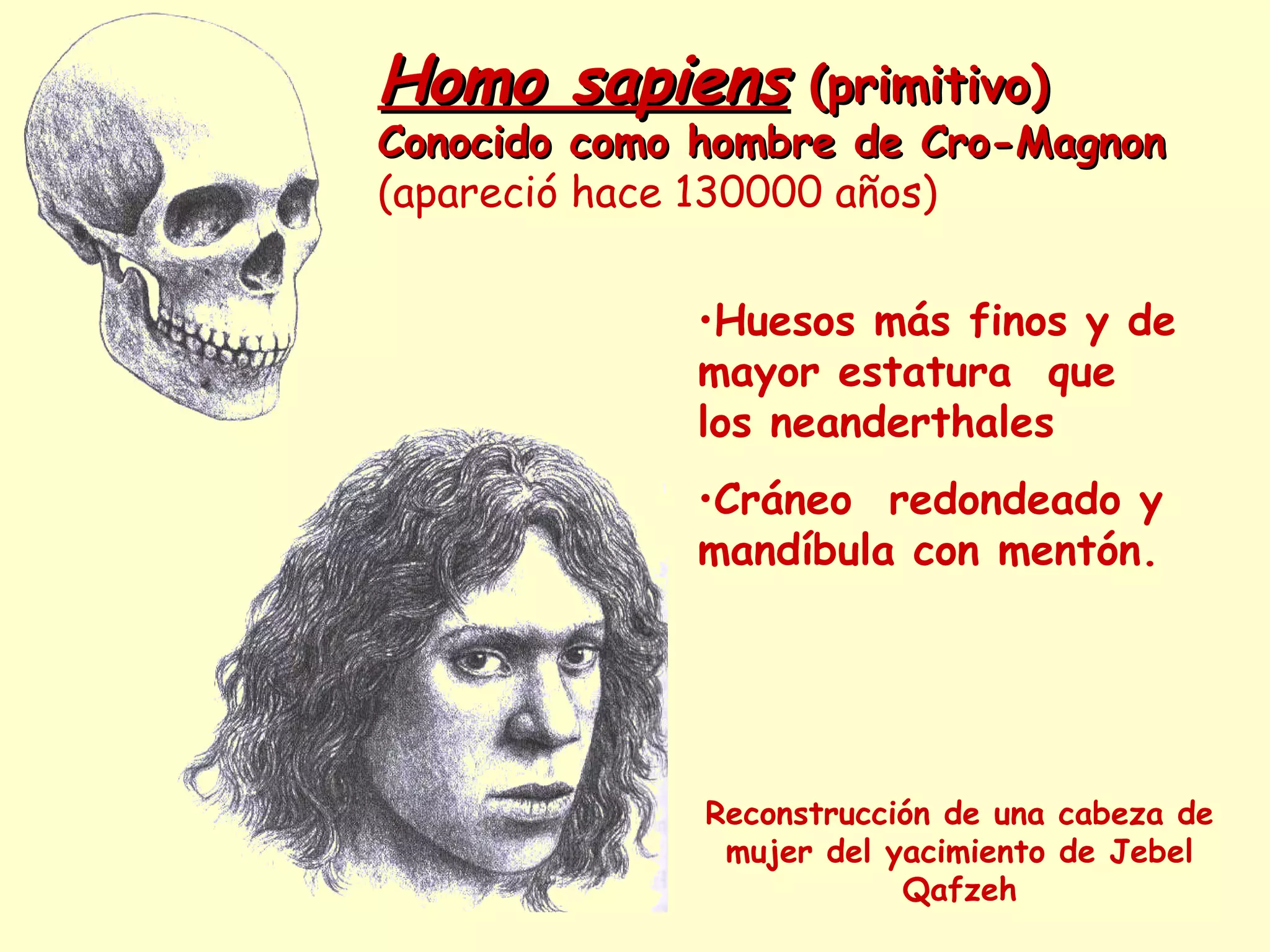 Homo sapiensHomo sapiens (primitivo)(primitivo)
Conocido como hombre de Cro-MagnonConocido como hombre de Cro-Magnon
(apareció hace 130000 años)
Reconstrucción de una cabeza de
mujer del yacimiento de Jebel
Qafzeh
•Huesos más finos y de
mayor estatura que
los neanderthales
•Cráneo redondeado y
mandíbula con mentón.
 