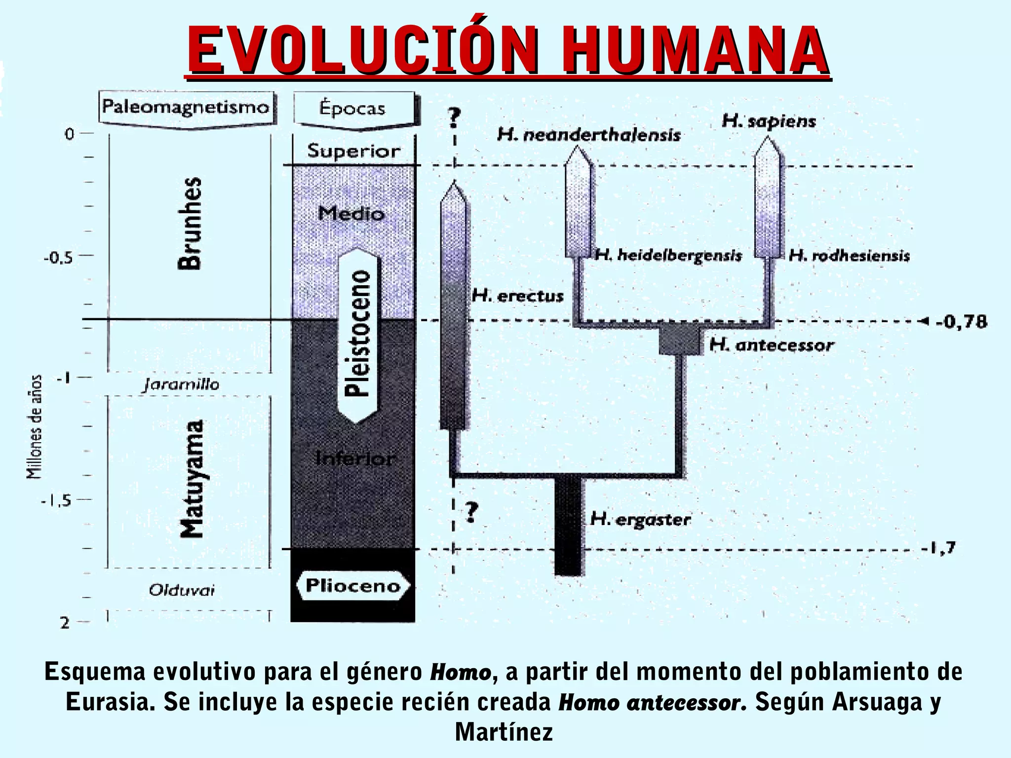 EVOLUCIÓN HUMANAEVOLUCIÓN HUMANA
Esquema evolutivo para el género Homo, a partir del momento del poblamiento de
Eurasia. Se incluye la especie recién creada Homo antecessor. Según Arsuaga y
Martínez
 