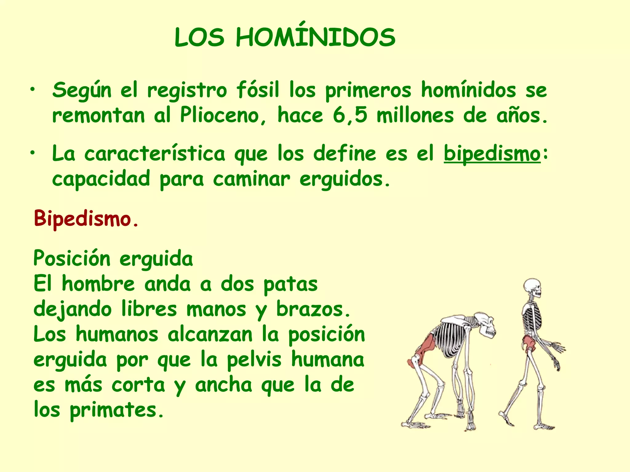 • Según el registro fósil los primeros homínidos se
remontan al Plioceno, hace 6,5 millones de años.
• La característica que los define es el bipedismo:
capacidad para caminar erguidos.
LOS HOMÍNIDOS
Bipedismo.
Posición erguida
El hombre anda a dos patas
dejando libres manos y brazos.
Los humanos alcanzan la posición
erguida por que la pelvis humana
es más corta y ancha que la de
los primates.
 