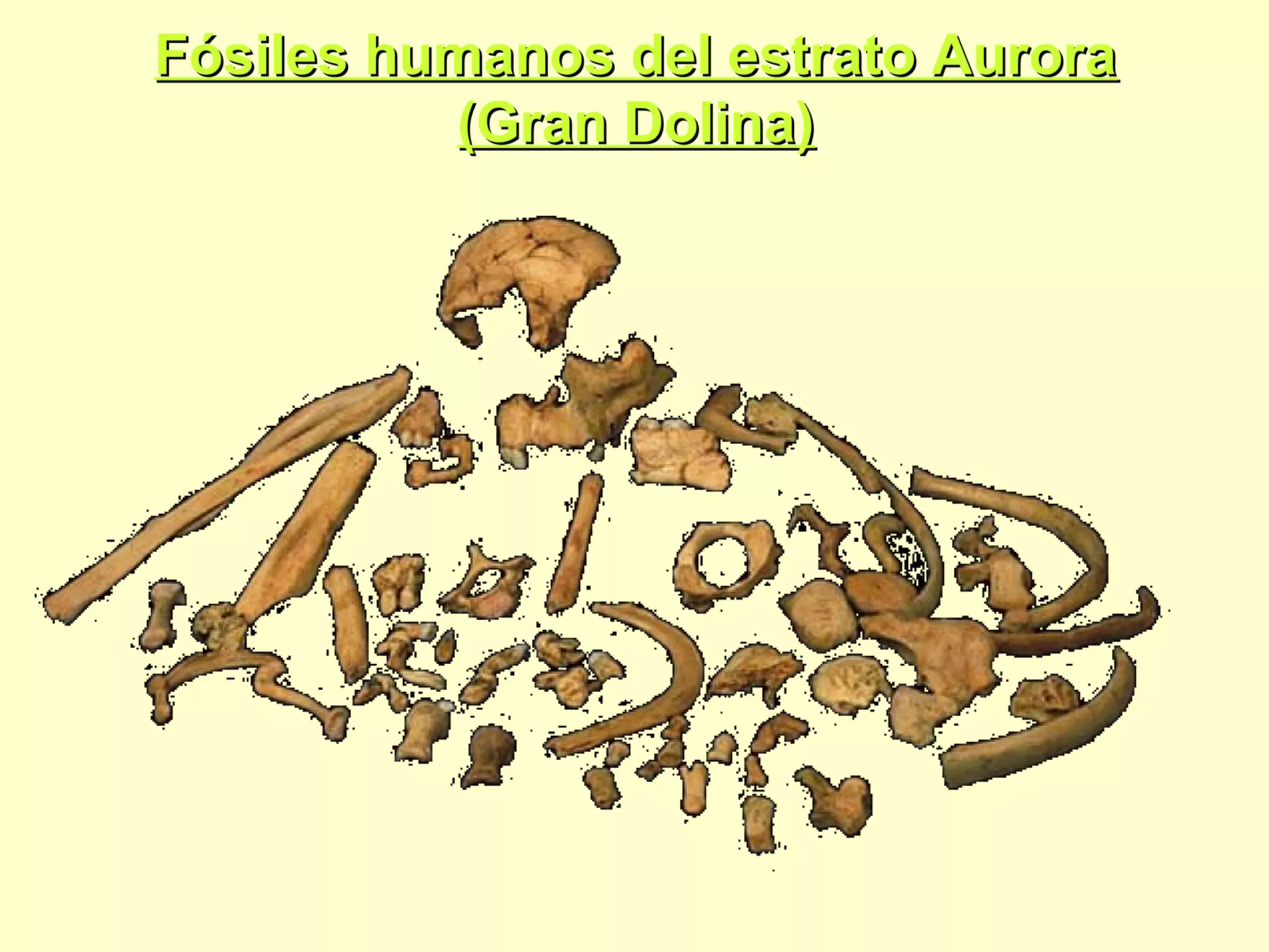 Fósiles humanos del estrato AuroraFósiles humanos del estrato Aurora
(Gran Dolina)(Gran Dolina)
 