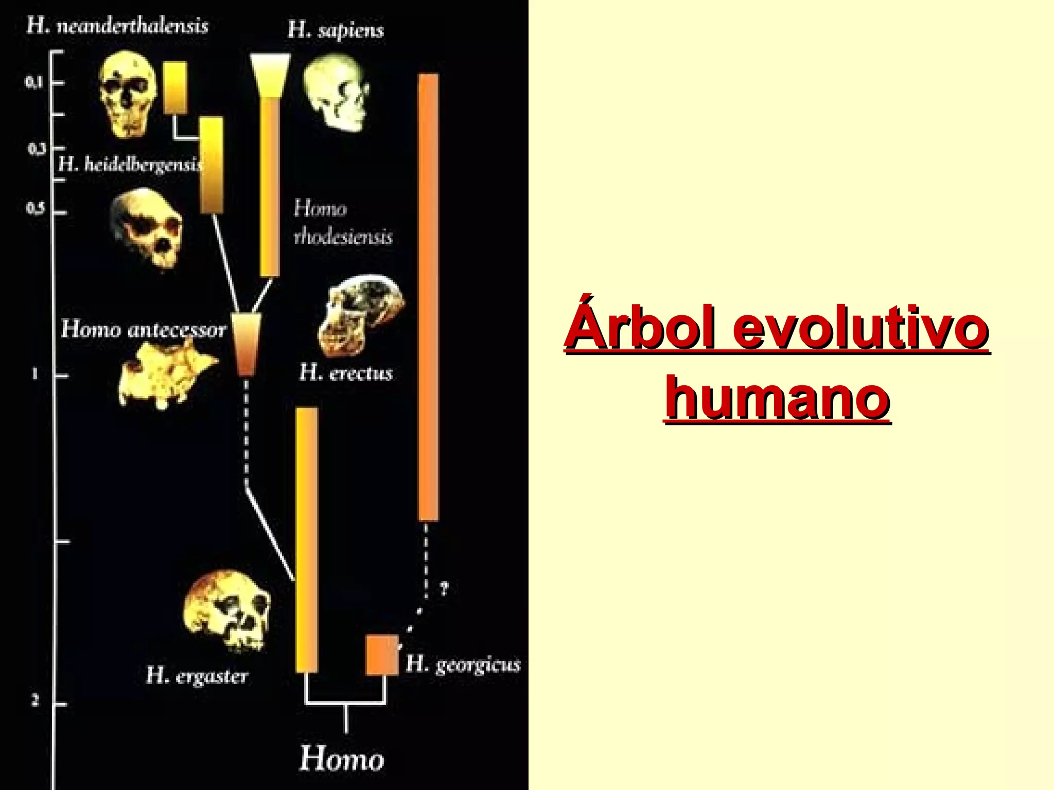 Árbol evolutivoÁrbol evolutivo
humanohumano
 