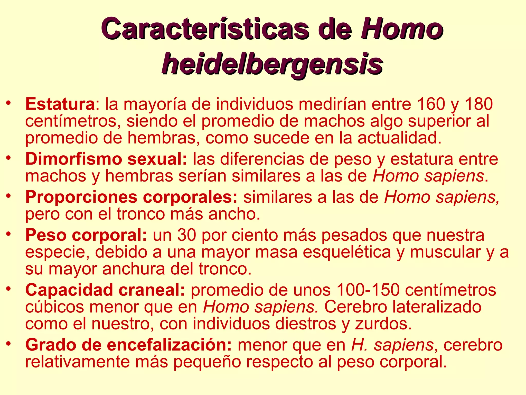 Características deCaracterísticas de HomoHomo
heidelbergensisheidelbergensis
• Estatura: la mayoría de individuos medirían entre 160 y 180
centímetros, siendo el promedio de machos algo superior al
promedio de hembras, como sucede en la actualidad.
• Dimorfismo sexual: las diferencias de peso y estatura entre
machos y hembras serían similares a las de Homo sapiens.
• Proporciones corporales: similares a las de Homo sapiens,
pero con el tronco más ancho.
• Peso corporal: un 30 por ciento más pesados que nuestra
especie, debido a una mayor masa esquelética y muscular y a
su mayor anchura del tronco.
• Capacidad craneal: promedio de unos 100-150 centímetros
cúbicos menor que en Homo sapiens. Cerebro lateralizado
como el nuestro, con individuos diestros y zurdos.
• Grado de encefalización: menor que en H. sapiens, cerebro
relativamente más pequeño respecto al peso corporal.
 