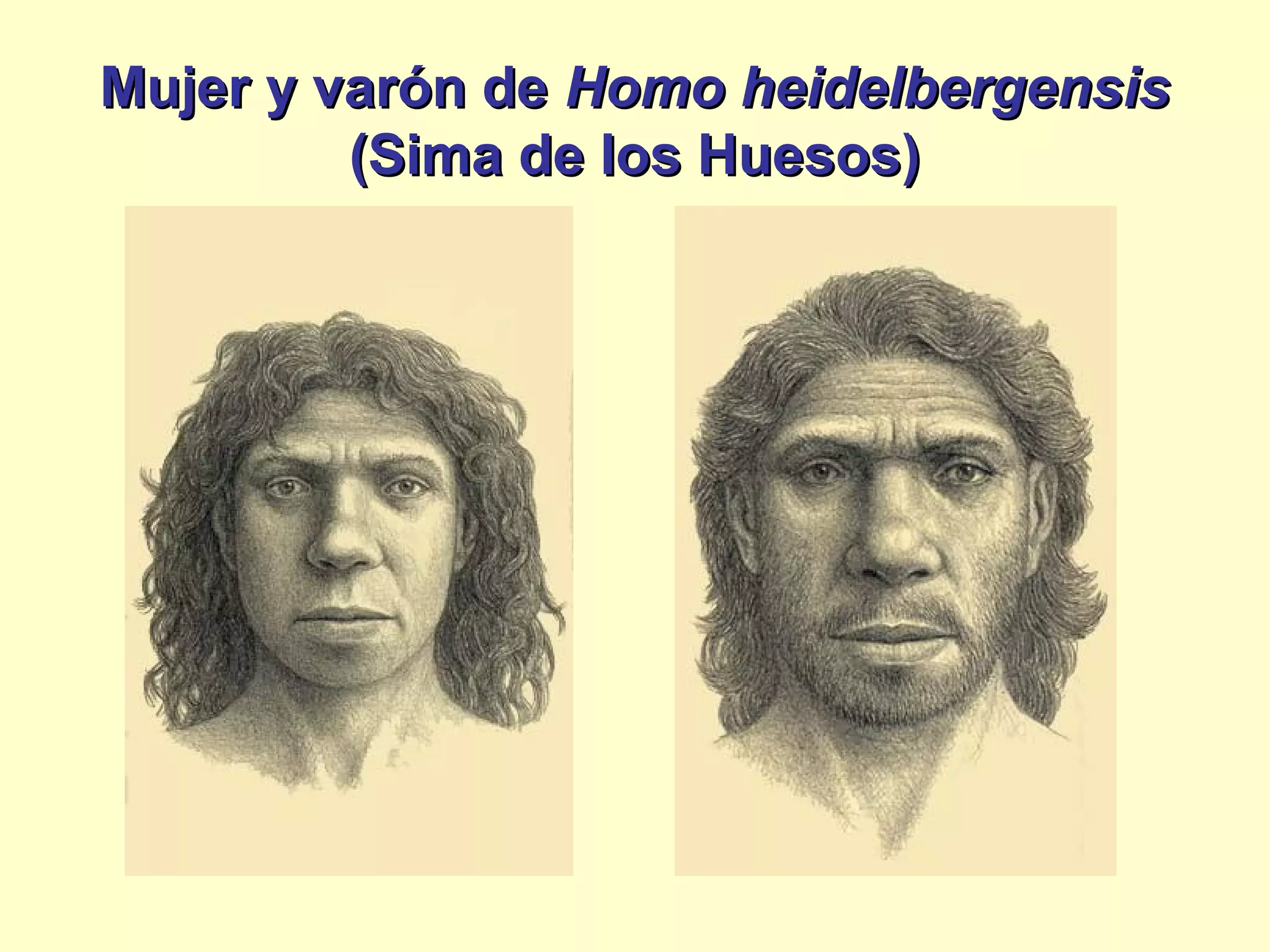 Mujer y varón deMujer y varón de Homo heidelbergensisHomo heidelbergensis
(Sima de los Huesos)(Sima de los Huesos)
 