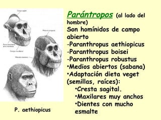 Parántropos (al lado del
hombre)
Son homínidos de campo
abierto
-Paranthropus aethiopicus
-Paranthropus boisei
-Paranthropus robustus
•Medios abiertos (sabana)
•Adaptación dieta veget
(semillas, raíces):
•Cresta sagital.
•Maxilares muy anchos
•Dientes con mucho
esmalteP. aethiopicus
 