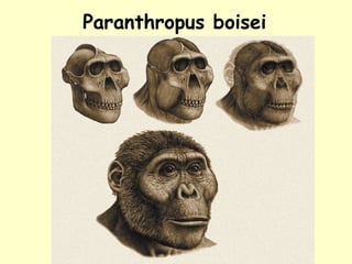 Paranthropus boisei
 