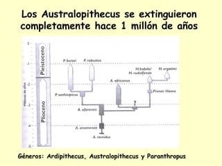 Los Australopithecus se extinguieron
completamente hace 1 millón de años
Géneros: Ardipithecus, Australopithecus y Paranthropus
 