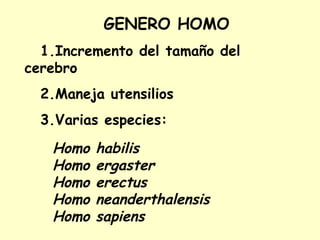 GENERO HOMO
1.Incremento del tamaño del
cerebro
2.Maneja utensilios
3.Varias especies:
Homo habilis
Homo ergaster
Homo erectus
Homo neanderthalensis
Homo sapiens
 