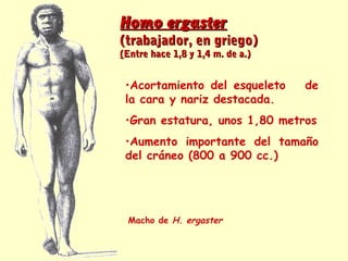 Homo ergasterHomo ergaster
(trabajador, en griego)(trabajador, en griego)
((Entre hace 1,8 y 1,4 m. de a.)Entre hace 1,8 y 1,4 m. de a.)
Macho de H. ergaster
•Acortamiento del esqueleto de
la cara y nariz destacada.
•Gran estatura, unos 1,80 metros
•Aumento importante del tamaño
del cráneo (800 a 900 cc.)
 