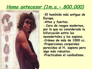 Homo antecesor (1m.a.- 800.000)
-El homínido más antiguo de
Europa.
-Altos y fuertes.
- Cara de rasgos modernos,
por lo que es considerado la
bifurcación entre los
neandertales y los sapiens.
-Cráneo de más de 1000 cc.
-Proporciones corporales
parecidas al H. sapiens pero
algo más robustos.
-Practicaban el canibalismo.
 
