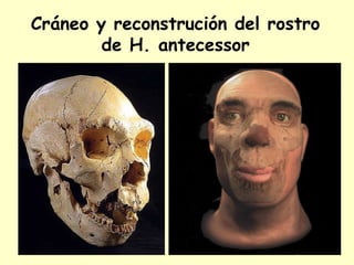 Cráneo y reconstrución del rostro
de H. antecessor
 