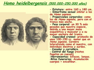 Homo heidelbergensis (500.000-250.000 años)
- Estatura: entre 160 y 180 cm.
- Dimorfismo sexual similar a las
de Homo sapiens.
- Proporciones corporales: como
las de Homo sapiens, pero con el
tronco más ancho.
- Peso corporal: un 30 % más
pesados que nuestra especie,
debido a una mayor masa
esquelética y muscular y a su
mayor anchura del tronco.
- Capacidad craneal: promedio de
unos 100-150 cc. menor que en
Homo sapiens. Cerebro
lateralizado como el nuestro, con
individuos diestros y zurdos.
- Cazador y carroñero.
- Control del fuego (restos
fogatas en cuevas)
-Herramientas: bifaces, lanzas.
-Ritos funerarios: Acumulación
cuerpos + excallibur.
 