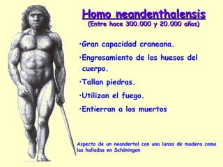 Homo neandenthalensisHomo neandenthalensis
(Entre hace 300.000 y 20.000 años)(Entre hace 300.000 y 20.000 años)
Aspecto de un neandertal con una lanza de madera como
las halladas en Schöningen
•Gran capacidad craneana.
•Engrosamiento de los huesos del
cuerpo.
•Tallan piedras.
•Utilizan el fuego.
•Entierran a los muertos
 