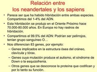 Relación entre
los neandertales y los sapiens
• Parece ser que ha habido hibridación entre ambas especies.
Compartimos del 1-4% del ADN.
• Esta hibridación se produjo en el Oriente Próximo hace
70.000-80.000 años. En Europa no hay rastros de
hibridación.
• Compartimos el 99.5% del ADN: Podrían ser pelirrojos,
tenían grupo sanguíneo O…
• Nos diferencian 83 genes, por ejemplo:
– Genes implicados en la estructura ósea del cráneo,
clavícula y tórax.
– Genes cuya mutación produce el autismo, el síndrome de
Down o la esquizofrenia.
– Otros genes que se desconoce la proteína que codifican y
por lo tanto su función.
 