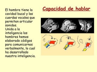 El hombre tiene la
cavidad bucal y las
cuerdas vocales que
permiten articular
sonidos.
Unida a la
inteligencia los
hombres hemos
elaborado códigos
para comunicarnos
verbalmente, lo cual
ha desarrollado
nuestra inteligencia.
Capacidad de hablar
 