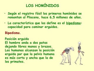 • Según el registro fósil los primeros homínidos se
remontan al Plioceno, hace 6,5 millones de años.
• La característica que los define es el bipedismo:
capacidad para caminar erguidos.
LOS HOMÍNIDOS
Bipedismo.
Posición erguida
El hombre anda a dos patas
dejando libres manos y brazos.
Los humanos alcanzan la posición
erguida por que la pelvis humana
es más corta y ancha que la de
los primates.
 