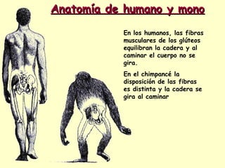 Anatomía de humano y monoAnatomía de humano y mono
En los humanos, las fibras
musculares de los glúteos
equilibran la cadera y al
caminar el cuerpo no se
gira.
En el chimpancé la
disposición de las fibras
es distinta y la cadera se
gira al caminar
 