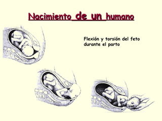 NacimientoNacimiento de unde un humanohumano
Flexión y torsión del feto
durante el parto
 